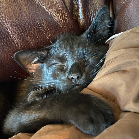 Meet your Posher, Nicole - Picture 1 of 1